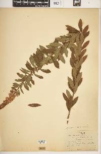 Spiraea alba image