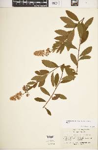 Spiraea alba var. latifolia image