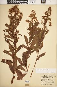 Spiraea alba image