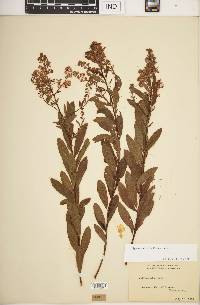 Spiraea alba image