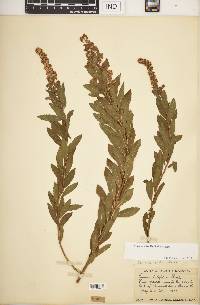 Spiraea alba image