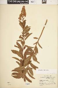 Spiraea alba image