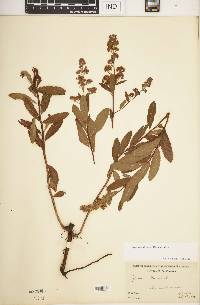 Spiraea alba image