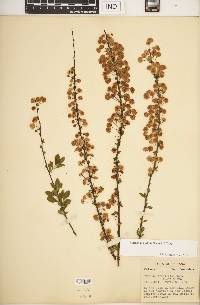 Spiraea prunifolia image