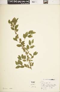 Spiraea prunifolia image