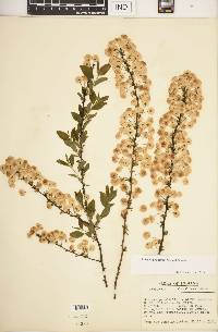 Spiraea prunifolia image