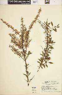 Spiraea thunbergii image