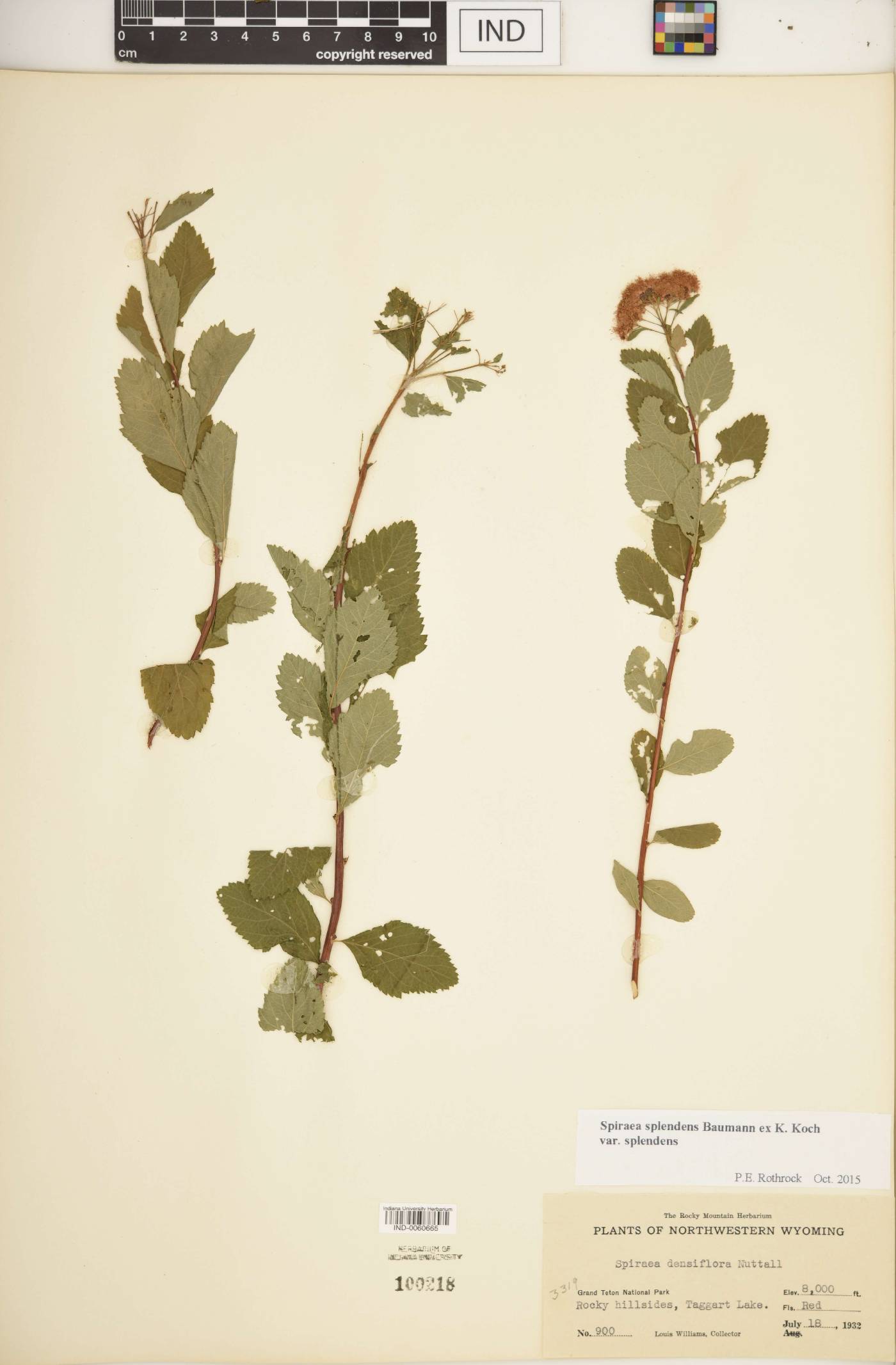 Spiraea splendens var. splendens image