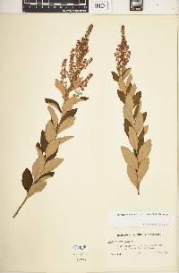 Spiraea tomentosa image