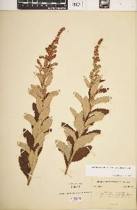 Spiraea tomentosa image