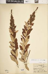 Spiraea tomentosa image