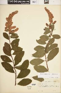 Spiraea tomentosa image