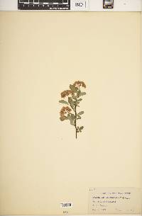 Spiraea × vanhouttei image