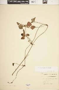 Waldsteinia parviflora image