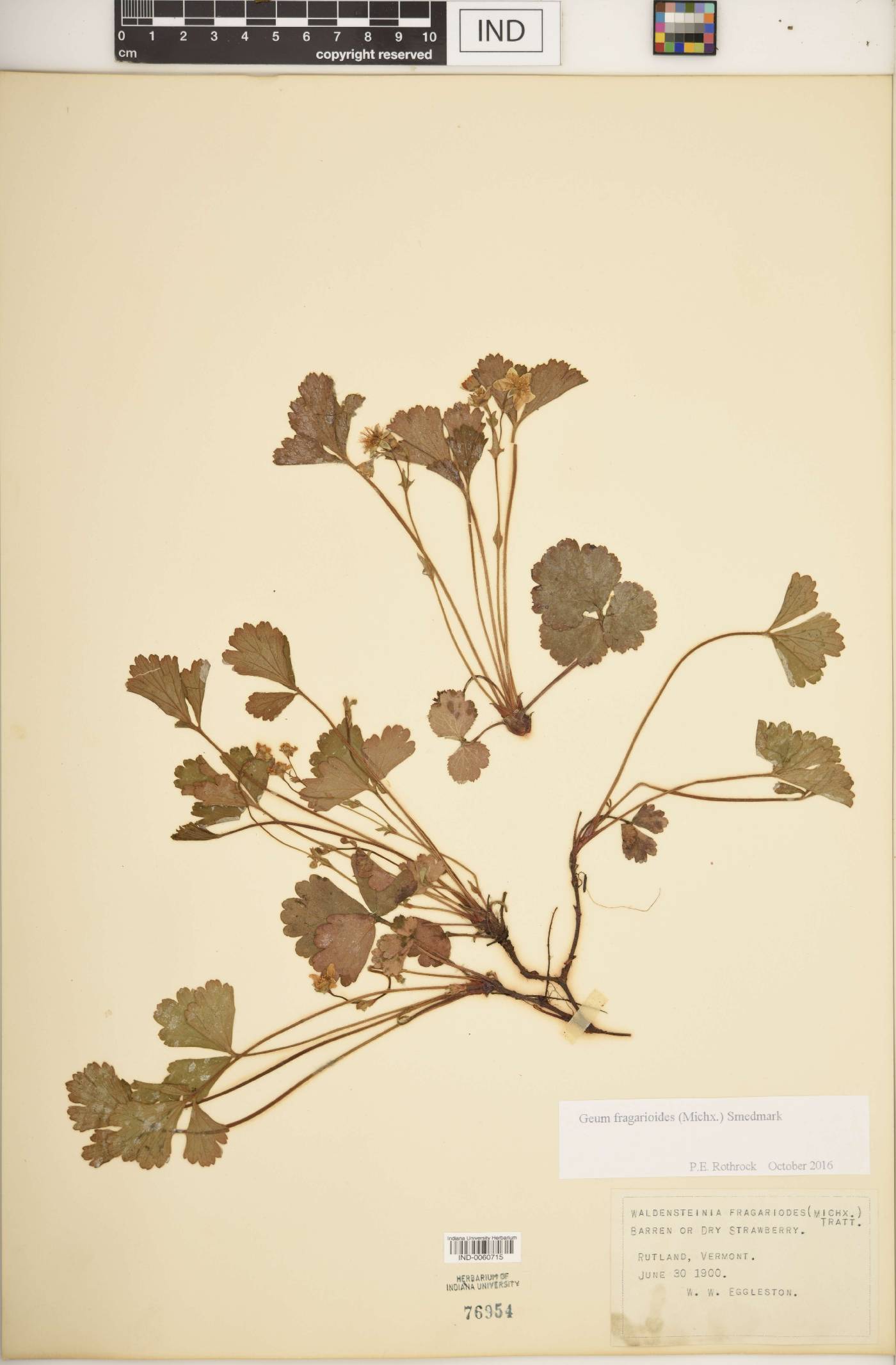 Waldsteinia image