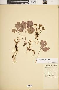 Waldsteinia parviflora image