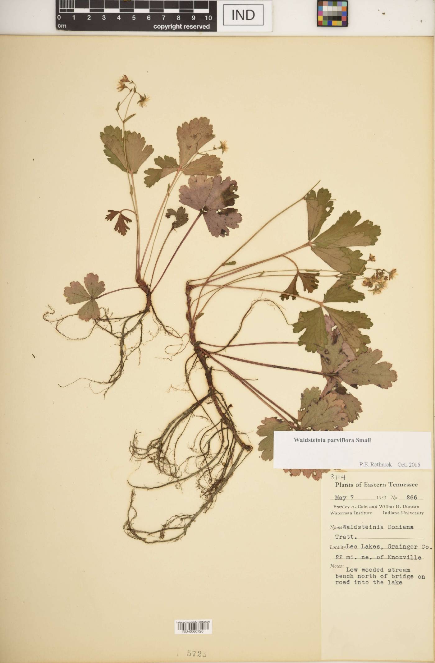 Waldsteinia parviflora image