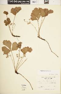 Waldsteinia parviflora image