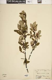 Shepherdia canadensis image