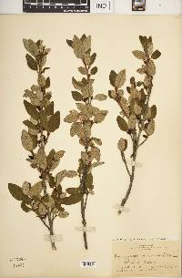 Shepherdia canadensis image