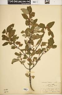 Shepherdia canadensis image