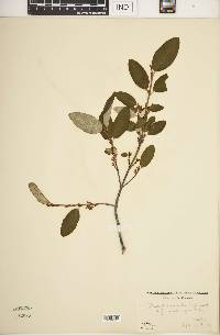 Shepherdia canadensis image