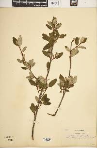 Shepherdia canadensis image