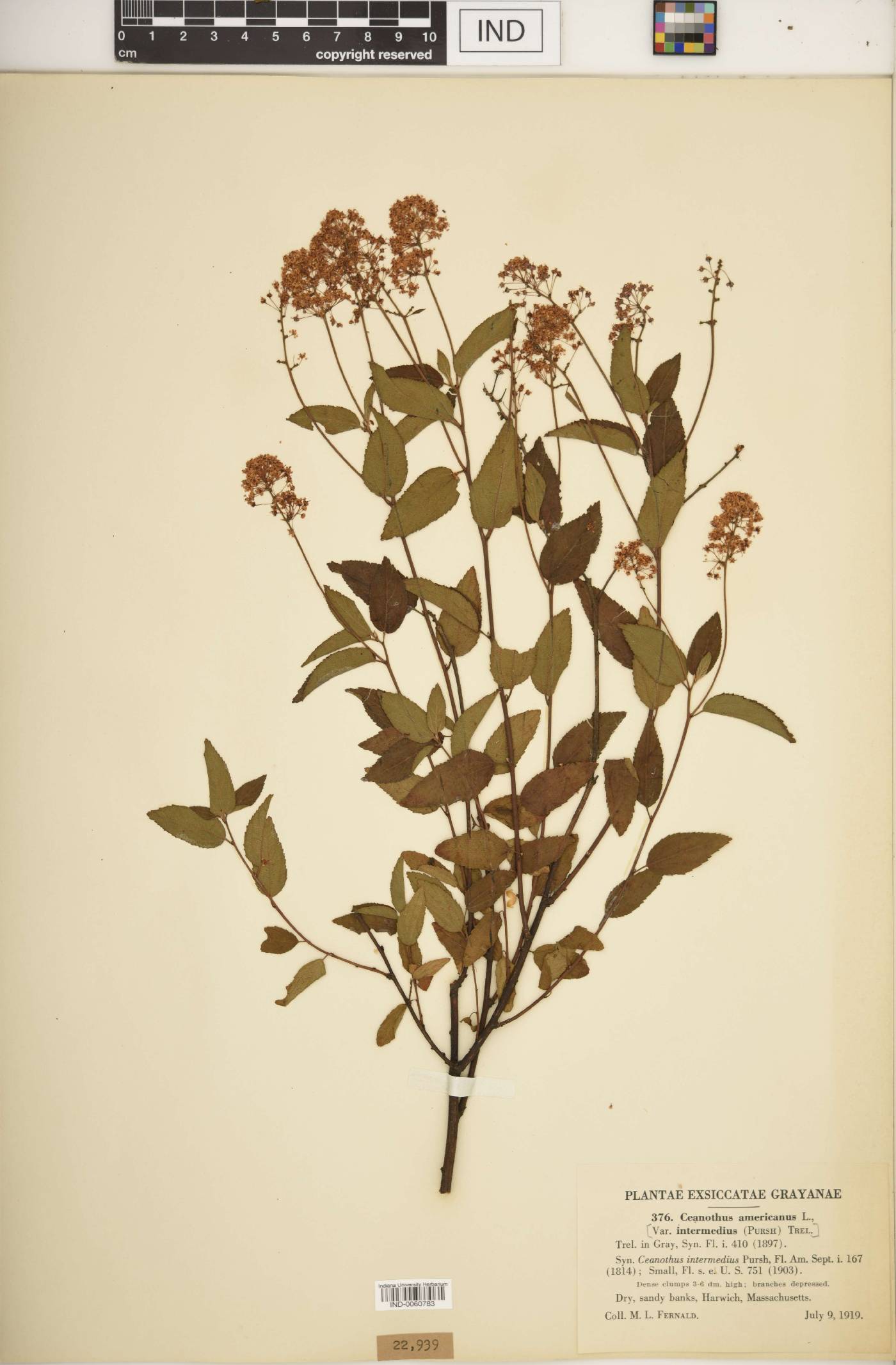 Ceanothus americanus var. intermedius image