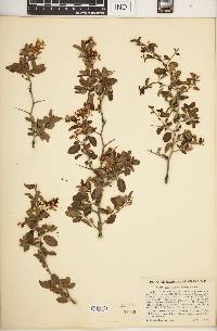 Ceanothus cordulatus image