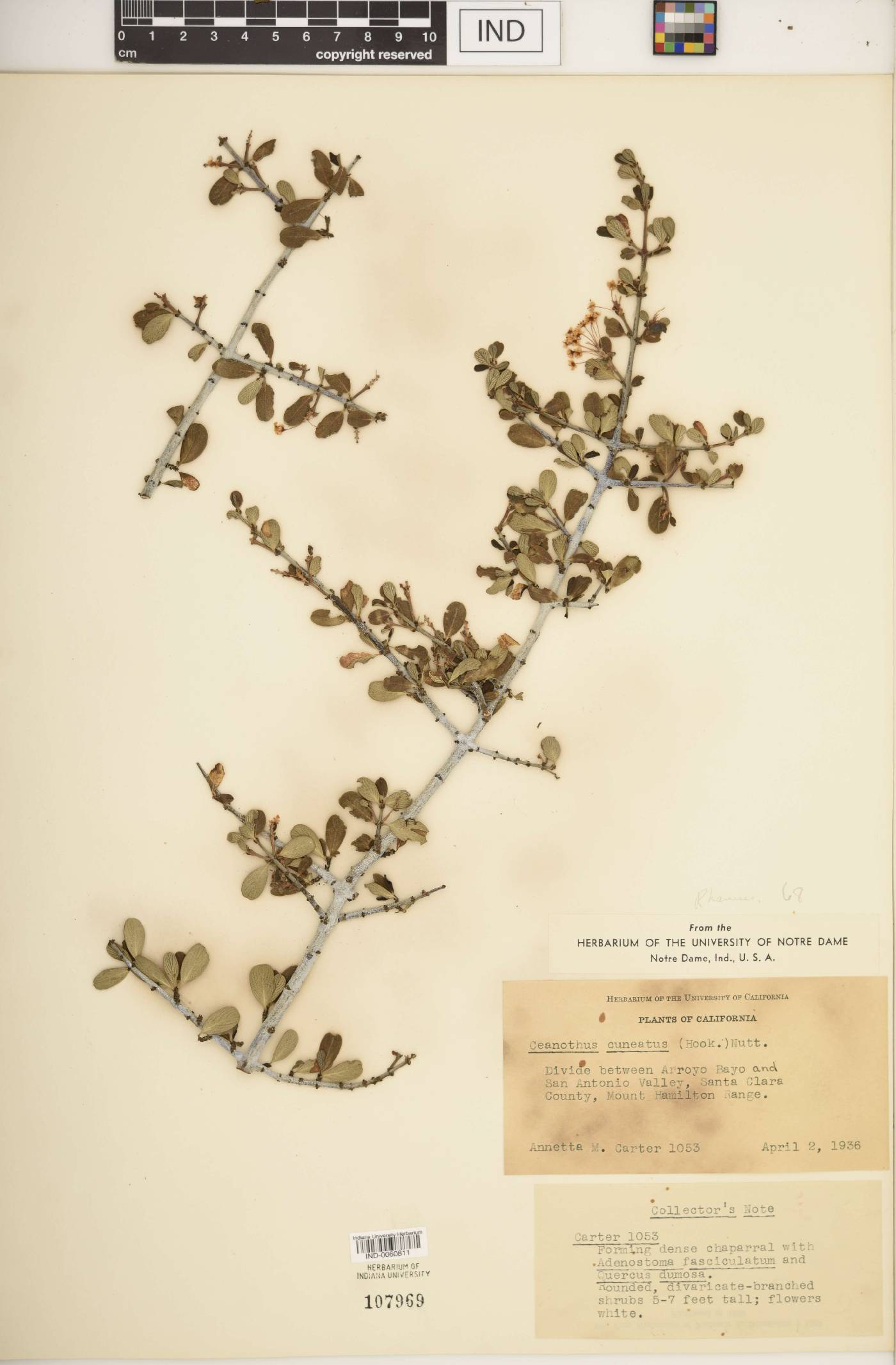 Ceanothus cuneatus image