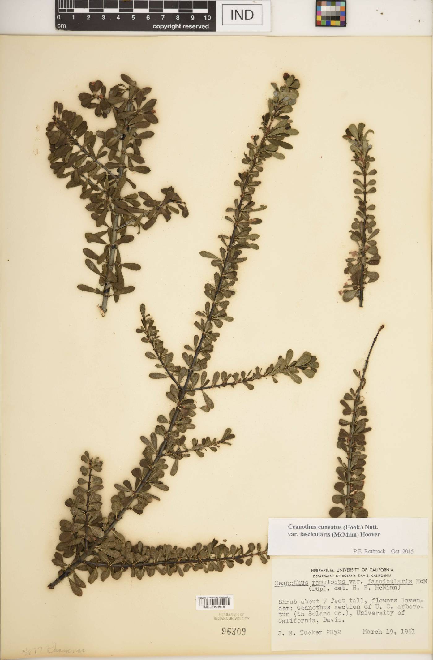 Ceanothus cuneatus var. fascicularis image