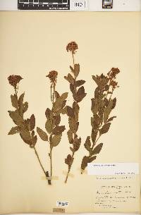 Ceanothus herbaceus image