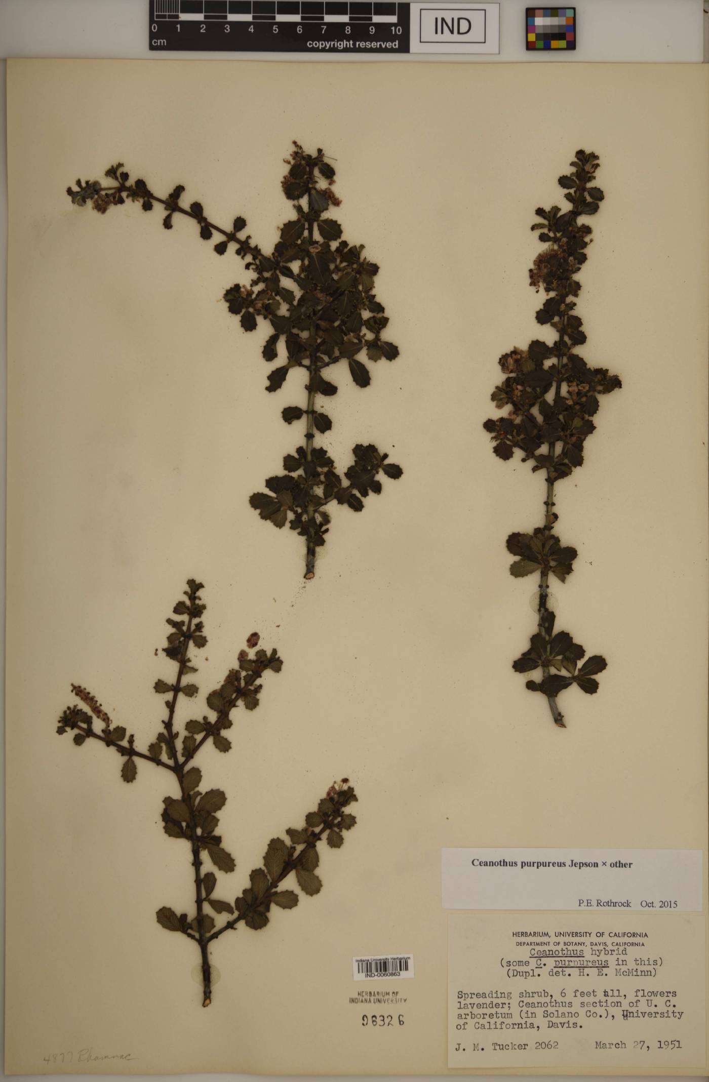 Ceanothus purpureus image