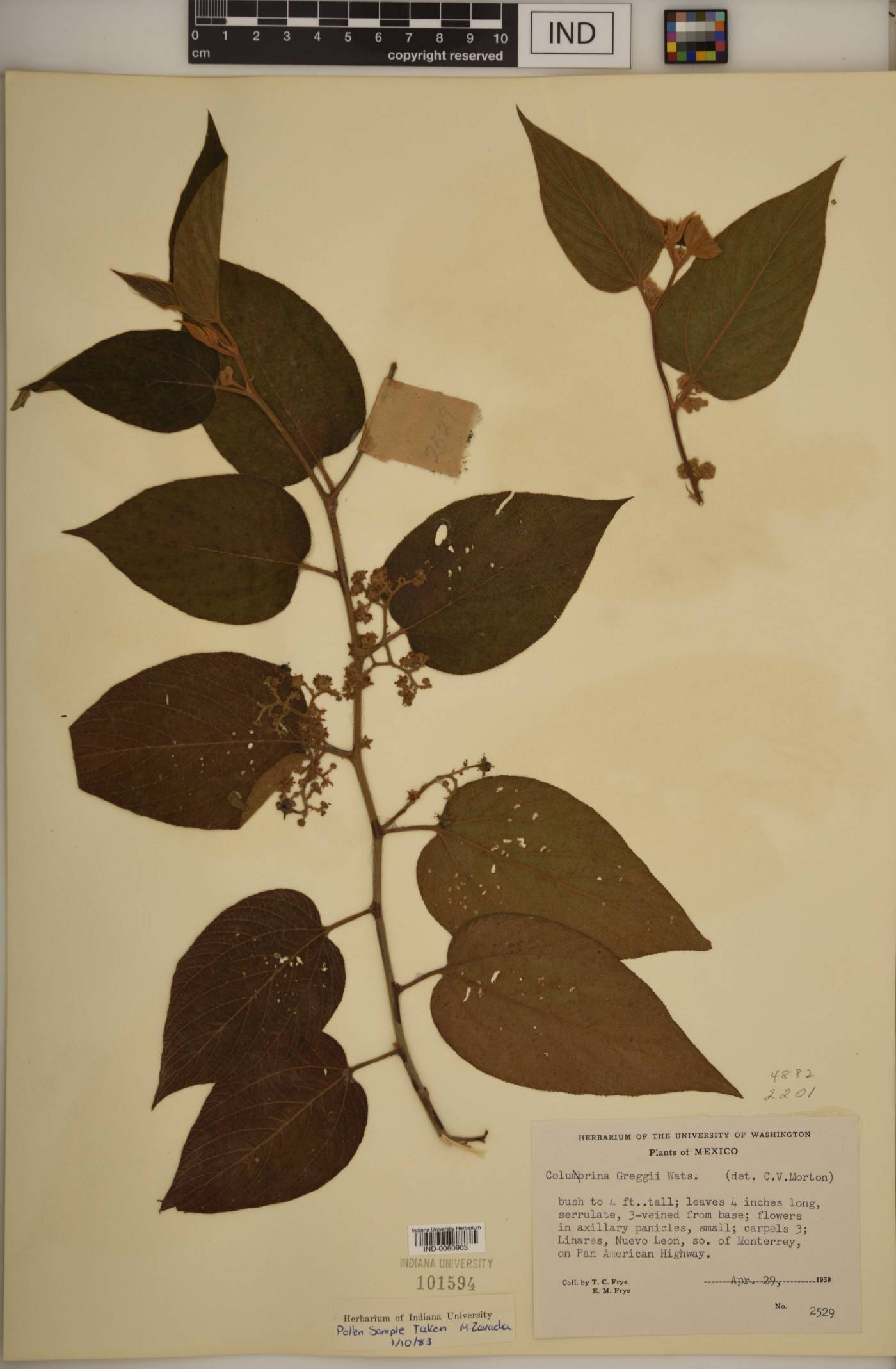 Colubrina greggii image