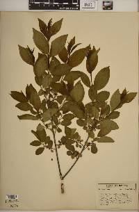 Rhamnus lanceolata image