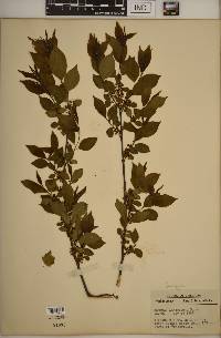 Rhamnus lanceolata var. glabrata image