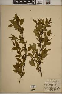 Rhamnus lanceolata image