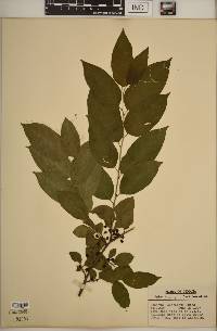 Rhamnus lanceolata image