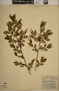 Rhamnus lanceolata image