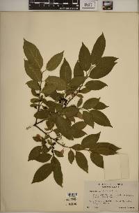 Rhamnus lanceolata image