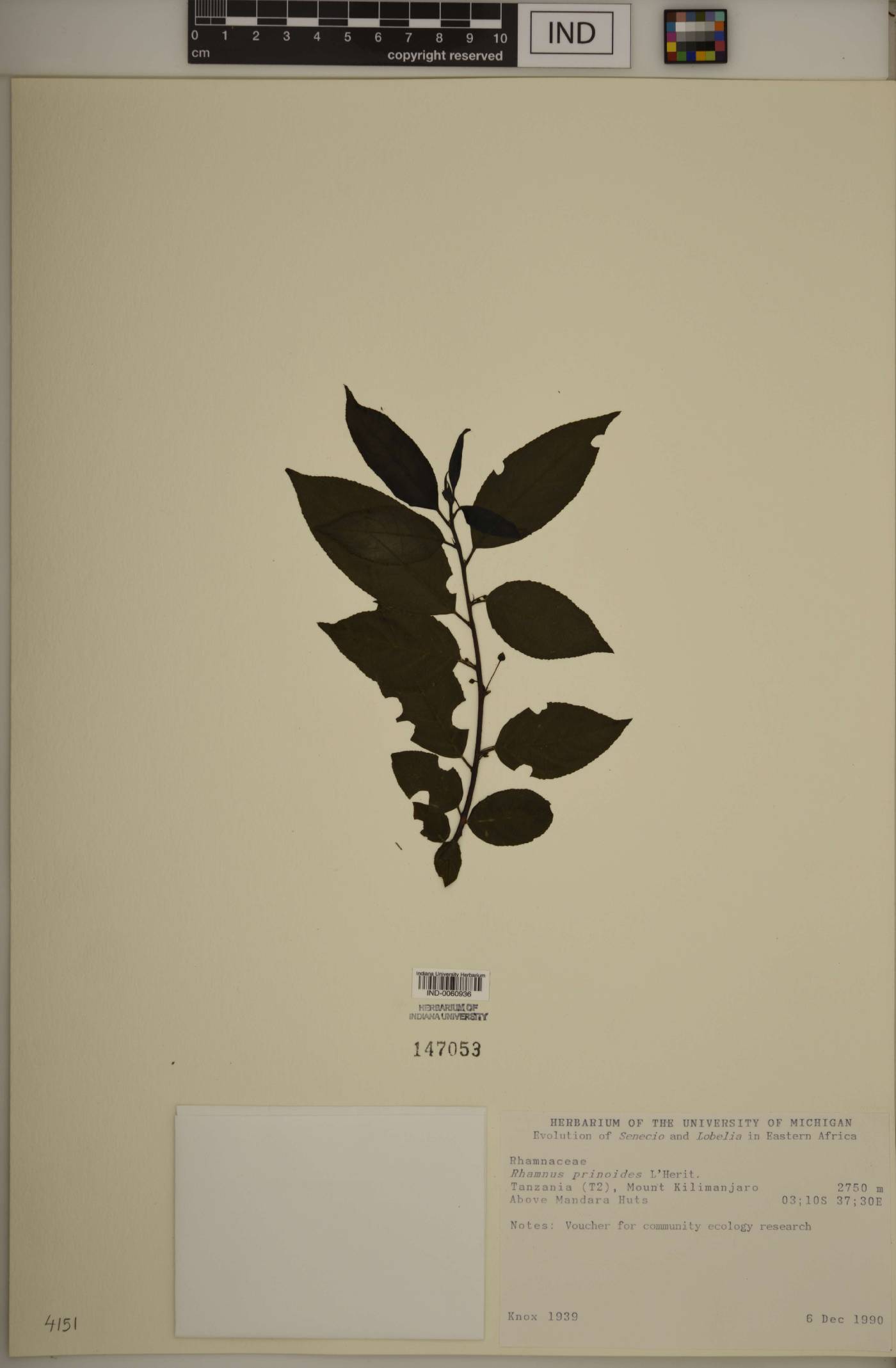 Rhamnus prinoides image