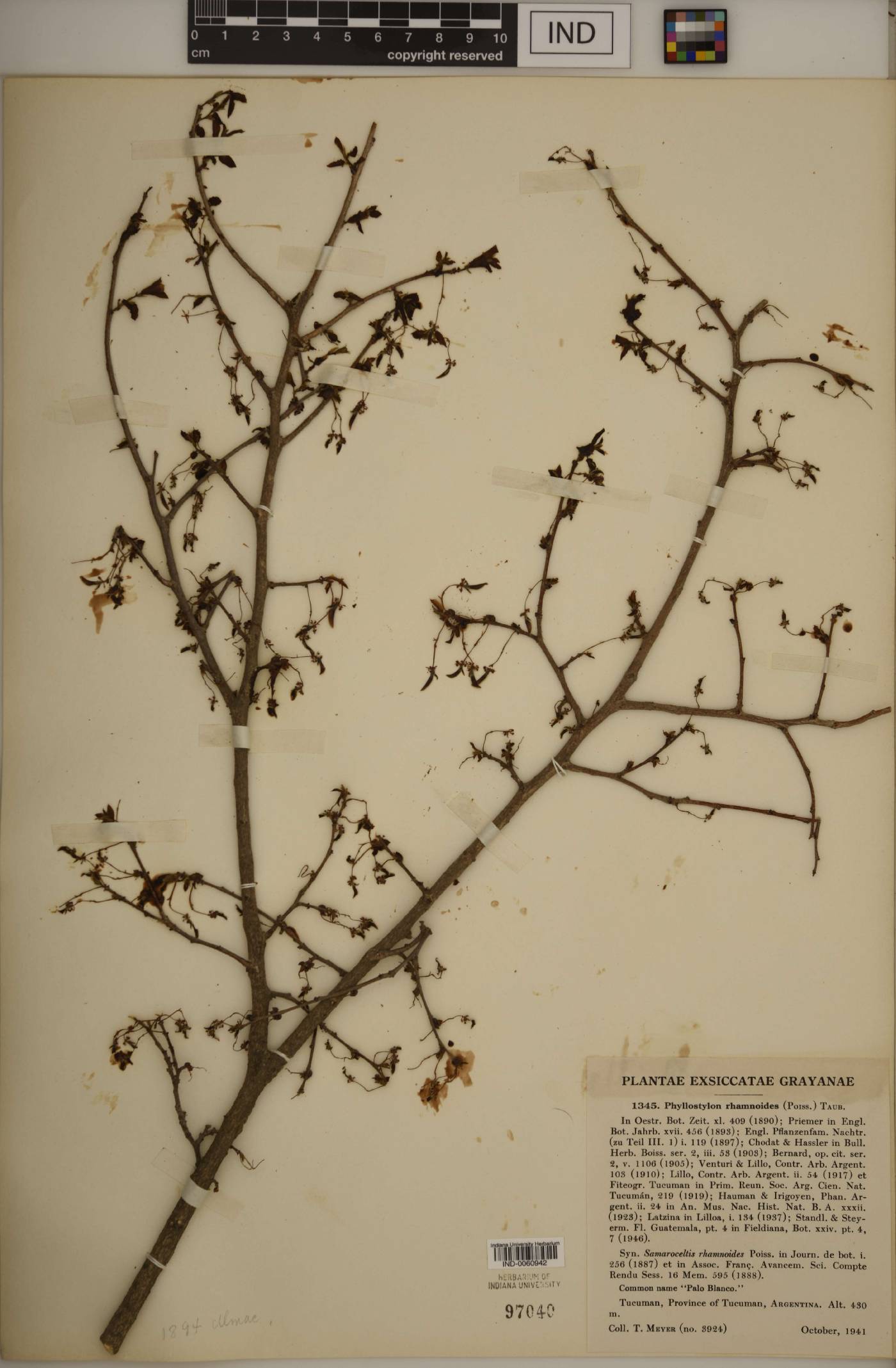 Hemiptelea davidii image