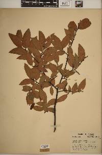 Ulmus alata image