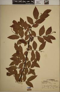 Ulmus alata image