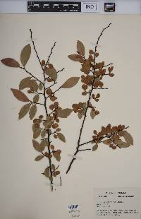 Ulmus parvifolia image