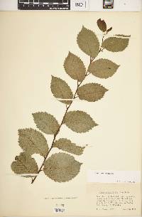 Ulmus procera image