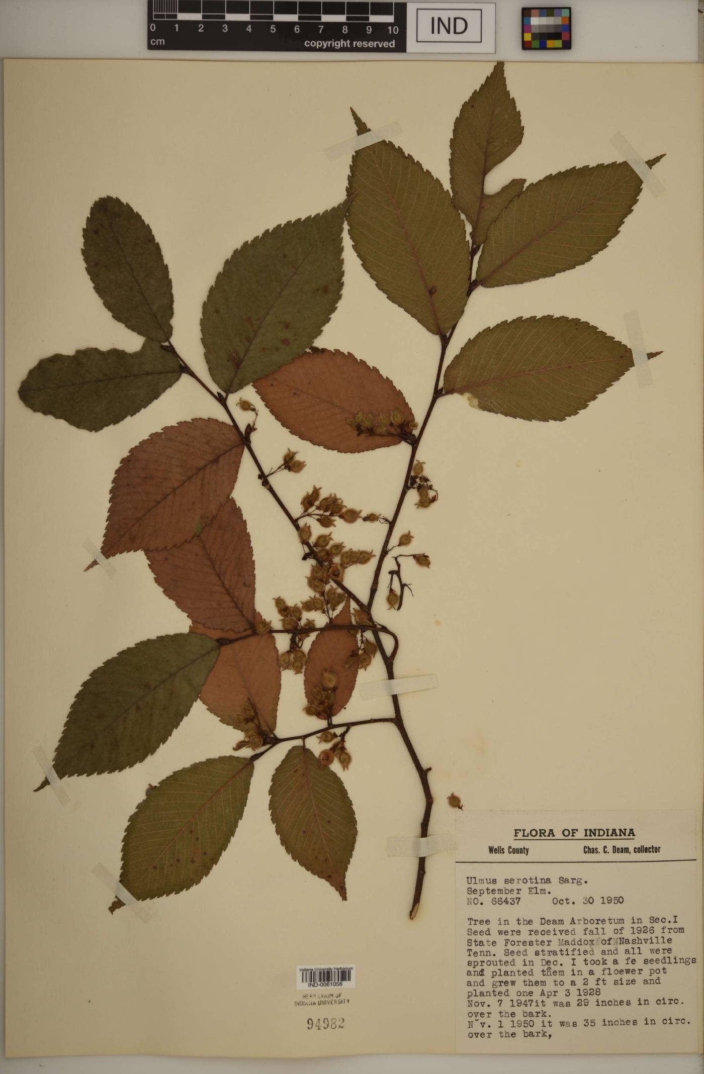 Ulmus serotina image