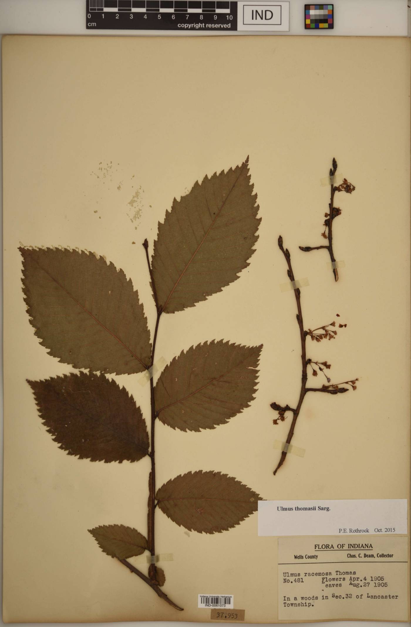 Ulmus thomasii image