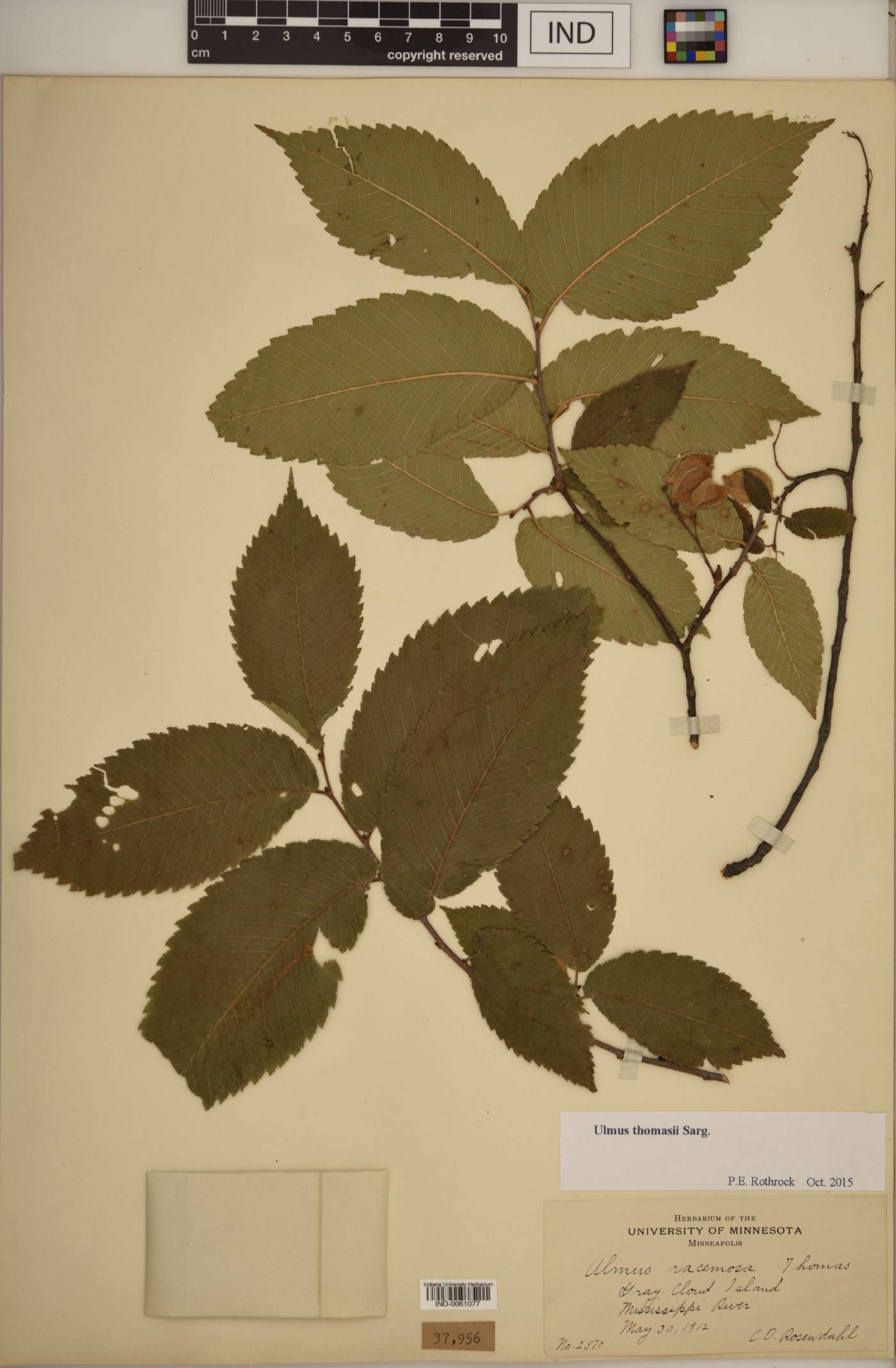 Ulmus thomasii image