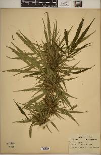 Cannabis sativa image